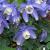 Aquilegia flabellata cameo blue and white.jpg